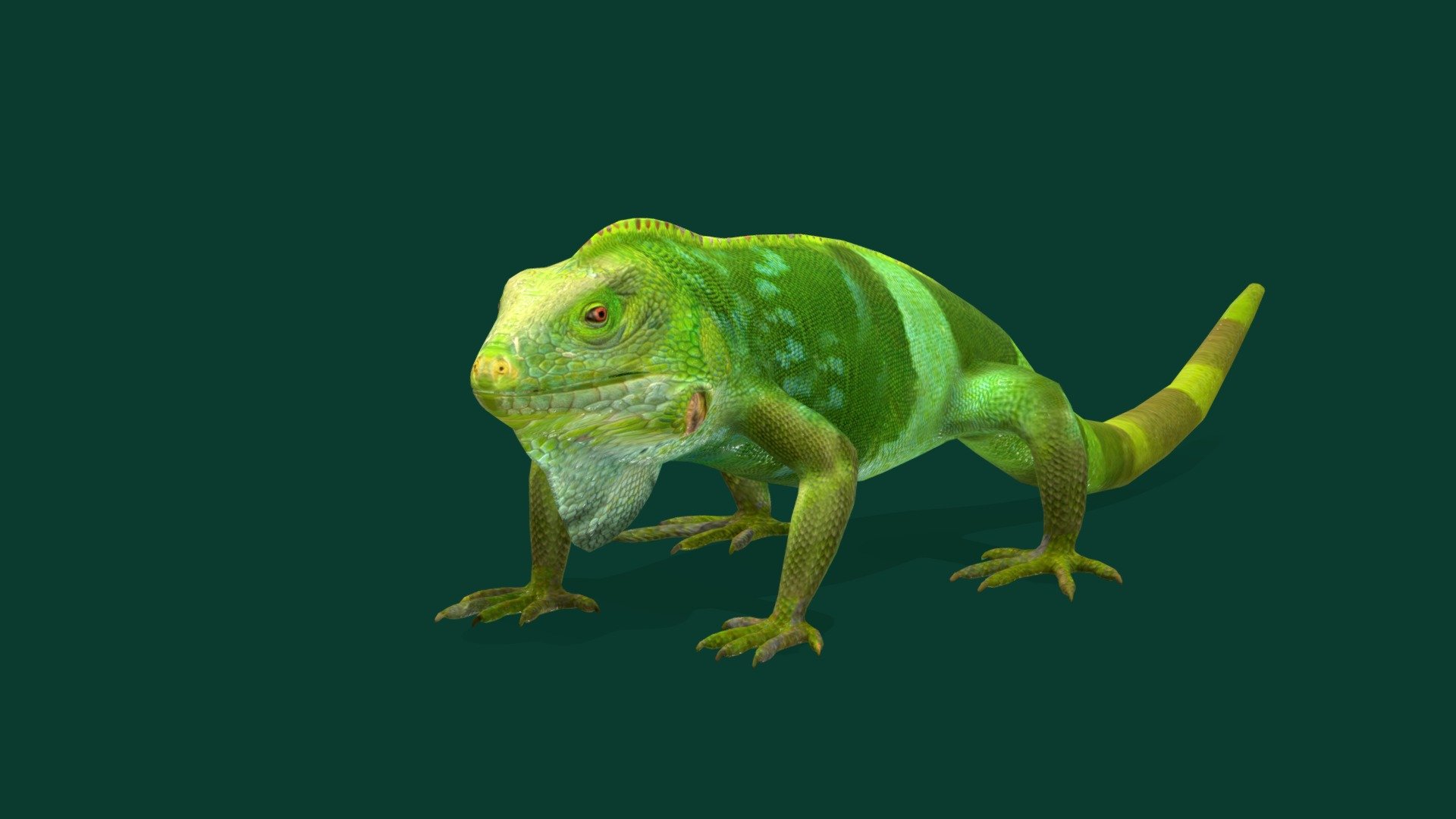 Fiji_Banded_Iguana (endangered Fiji banded iguana) 

Brachylophus_fasciatus Animal Reptile (  Lau_banded_iguana ) Iguanidae

1 Draw Calls

Gameready 

Lowpoly 

16 Animations

4K PBR Textures Material

Unreal FBX

Unity FBX  

Blend File 

USDZ File (AR Ready). Real Scale Dimension

Textures Files

GLB File


Gltf File ( Spark AR, Lens Studio(SnapChat) , Effector(Tiktok) , Spline, Play Canvas ) Compatible




Triangles : 7408



Vertices  : 3735

Faces     : 3736

Edges     : 7466

Diffuse 32 bit, Metallic, Roughness , Normal Map ,Specular Map,AO,Height Map - Fiji Banded Iguana Endangered (Lowpoly) - 3D model by Nyilonelycompany 3d model