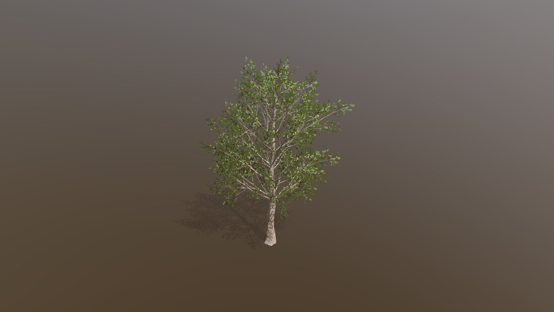 Beech tree made in tree it 3d model