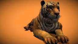 Tiger cat, tiger, mammal, india, zoo, safari, stripes, bengal, bigcat, bengaltiger, animal, zooanimals