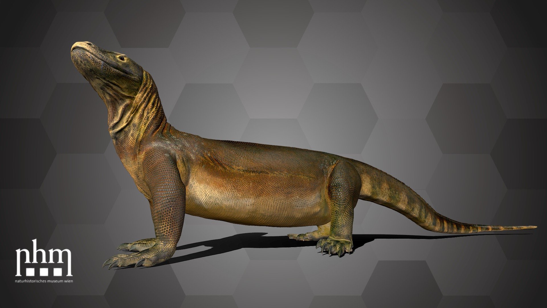 3D scan of a Komodo dragon (Varanus komodoensis), the largest lizard species in the world. The males grow up to 3 m long and weigh 70 kg. The Komodo dragon lives on the island of Komodo and the surrounding Indonesian islands in savannahs and dry forests.

This specimen is Number 71 of the NHM Top 100 and can be found in Hall 28 of the Natural History Museum Vienna.

Specimen: Varanus komodoensis 

Inventory number: NHMW-Zoo1-HS 23783

Collection: Natural History Museum Vienna, 1st Zoological Department, Herpetology collection (curator: Silke Schweiger)

Find out more about the NHM Vienna here.

Scanned and edited by Corinna Baldingen, Anna Haider and Viola Winkler (NHMW)

Scanner: Artec Leo. Infrastructure funded by the FFG 3d model