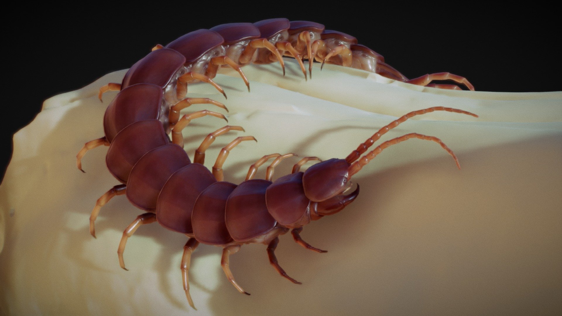 This is result of one the lessons from my Rigging and animation online course: 
https://motiondesign.school/products/rigging-and-animation-in-cinema-4d

Scolopendra gigantea, also known as the Peruvian giant yellow-leg centipede or Amazonian giant centipede, is one of the largest centipedes of the genus Scolopendra with a length up to 30 centimetres (12 in). This species is found in various places in South America and the Caribbean, where it preys on a wide variety of animals, including other sizable arthropods, amphibians, mammals and reptiles. 

Skull model from the  https://sketchfab.com/ivlpaleontology - Scolopendra gigantea - 3D model by rstr_tv 3d model