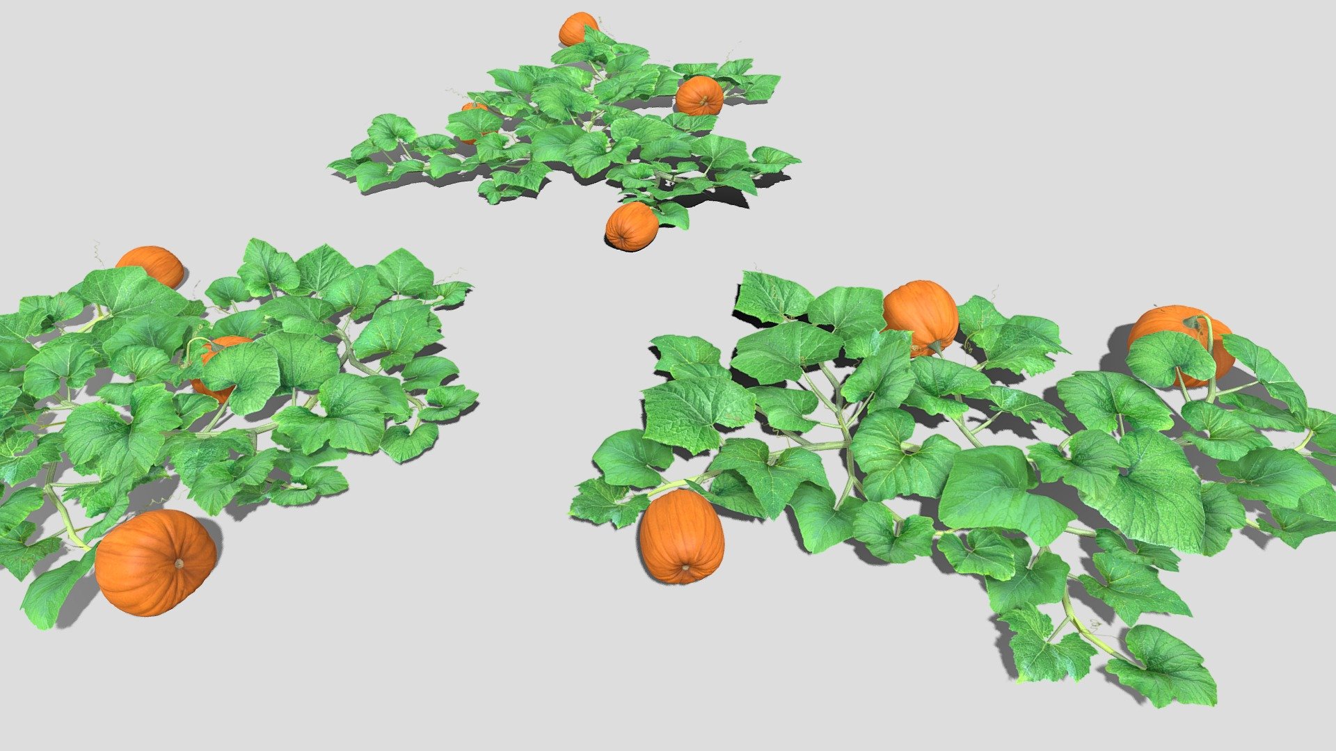 3 pumpkin patches - Pumpkin Plantation - 3D model by Buncic 3d model