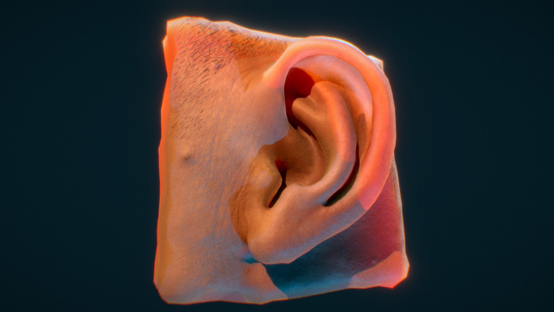 Sculpted in Sculptris

1 painted texture + 1 normal map painted with custom PS brushes

Added sketchfab's subsurface scattering

Check wireframe for an easter egg - Ear Sculpt 2-13-18 - 3D model by TShahan 3d model