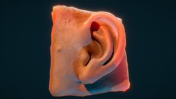 Ear Sculpt 2-13-18 sculpt, anatomy, study, ear, sculptris, scattering, subsurface, skin
