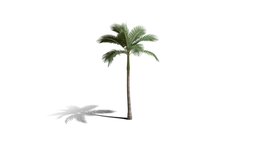 Realistic HD Alexander palm (28/30) trees, tree, plant, forest, plants, palm, australia, outdoor, foliage, nature