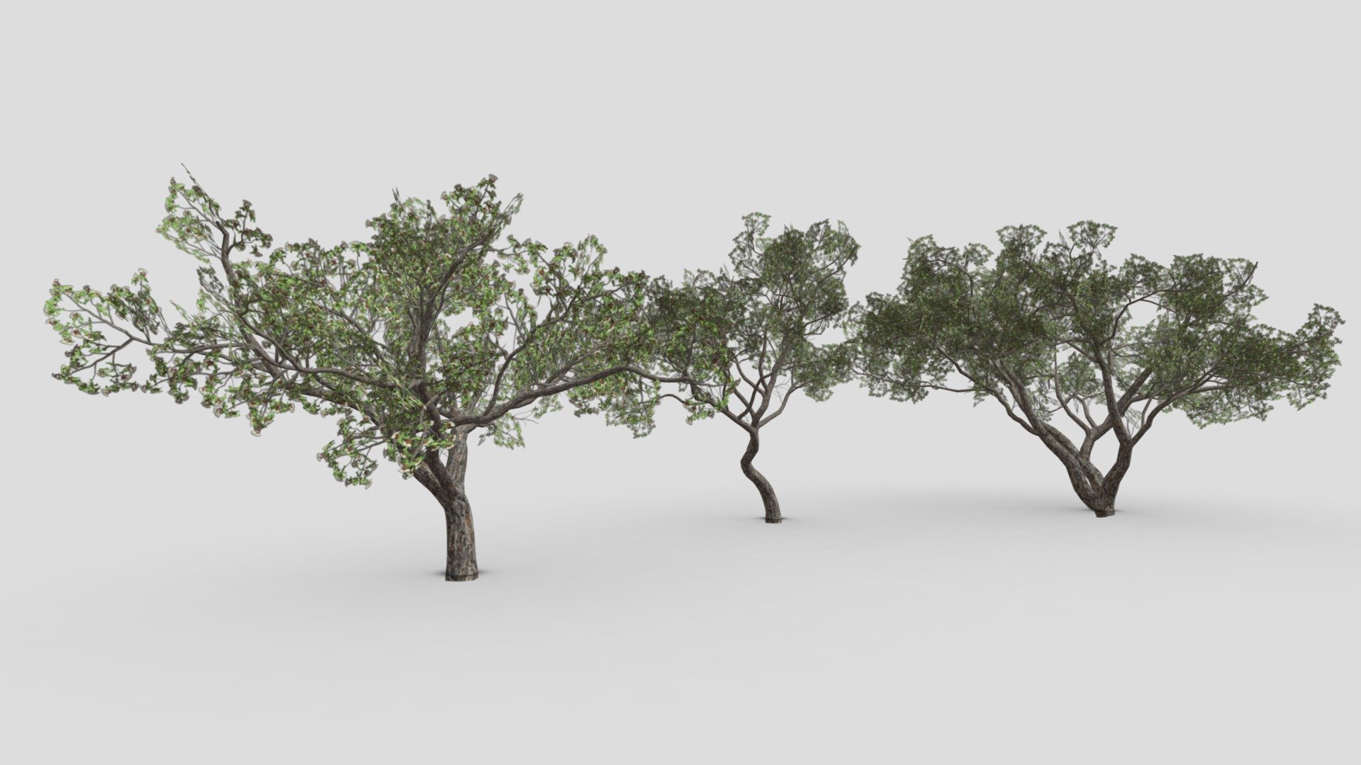 This is a 3D pack collection of Brazilian Pequi Tree. You can use this pack for your project and games 3d model