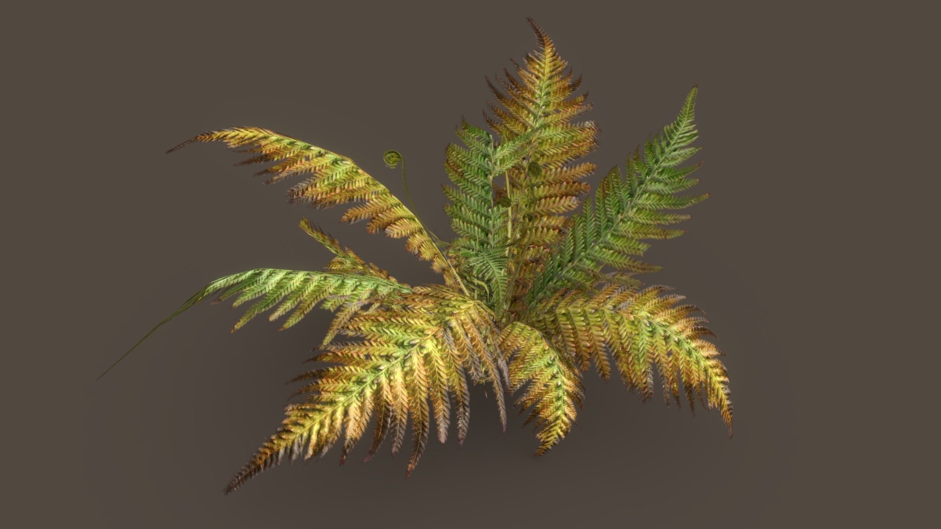 Performance Friendly Phantom Fern. 
Variant 01 dense.

Asset made in SpeedTree 8. 
Wind not supported by SketchFab.
LODs in &ldquo;Additional Files