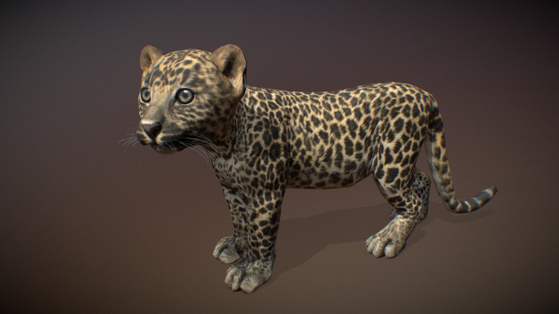 Animated realistic young Leopard with bone mesh, 83 animations authored at 60fps and 4k textures (8K PRO version).

Note: Preview uses lower-res mesh (LOD1), 1K textures and only a few of the full set animations.

** PRO** version available (UE + Unity + 3dsmax animation files + 8K textures)

Get our animal in full detail, 4K textures and check the full list of animations.

Features:




young Leopard model

bone mesh

Animations authored at 60 fps

All animations available with and without the root motion

uncompressed 4K Textures

3ds Max and Maya animation rig

LODs
 - Animalia - Leopard (young) - 3D model by GiM (@GamesInMotion) 3d model