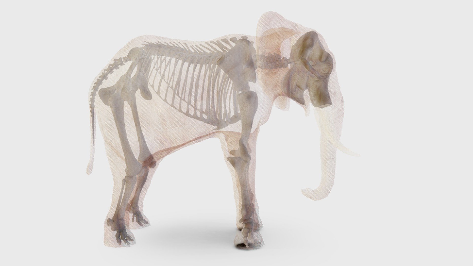 This is a bit of an experiment and still a work in progress. The Smithsonian has a mammoth skeleton for download, http://3d.si.edu/downloads/55 . 
Mammoths are, of course, relatives of African elephants. But they are more comparable with Indian elephants. 
Making a skeleton is a a lot of work and I wanted to see if I would be able to take an educated guess and turn the mammoth skeleton into an African (bush) elephant skeleton. 
I am still going to ask people who know to review it, but for now here it is.  I will probably use this slot to upload the updated versions. 
The main reason I made this skeleton is not to get the skeleton itself but to have a base I can add a muscle system onto for animation 3d model