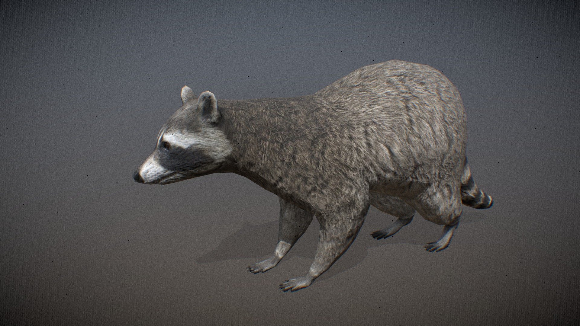 Animated realistic Raccoon with bone mesh, 105 animations authored at 60fps and 2k textures.

Note: Preview uses lower-res mesh (LOD1), 1K textures and only a few of the full set animations.

Get our animal in full detail, 2K textures and check the full list of animations.

Features:




Raccoon model

Animations authored at 60 fps

All animations available with and without the root motion

uncompressed 2K Textures

3ds Max animation rig

LODs
 - Animalia - Raccoon - 3D model by GiM (@GamesInMotion) 3d model