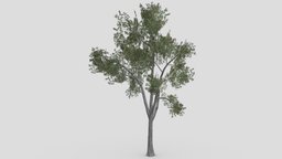 Conocarpus Tree- 10 unreal, conocarpus, unity, 3d-conocarpus, lopoly-conocarpus