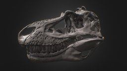 Gorgosaurus skull bone, reconstruction, fossil, cretaceous, printable, theropod, mesozoic, printable-3d, tyrannosaurid, skull, dinosaur, noai