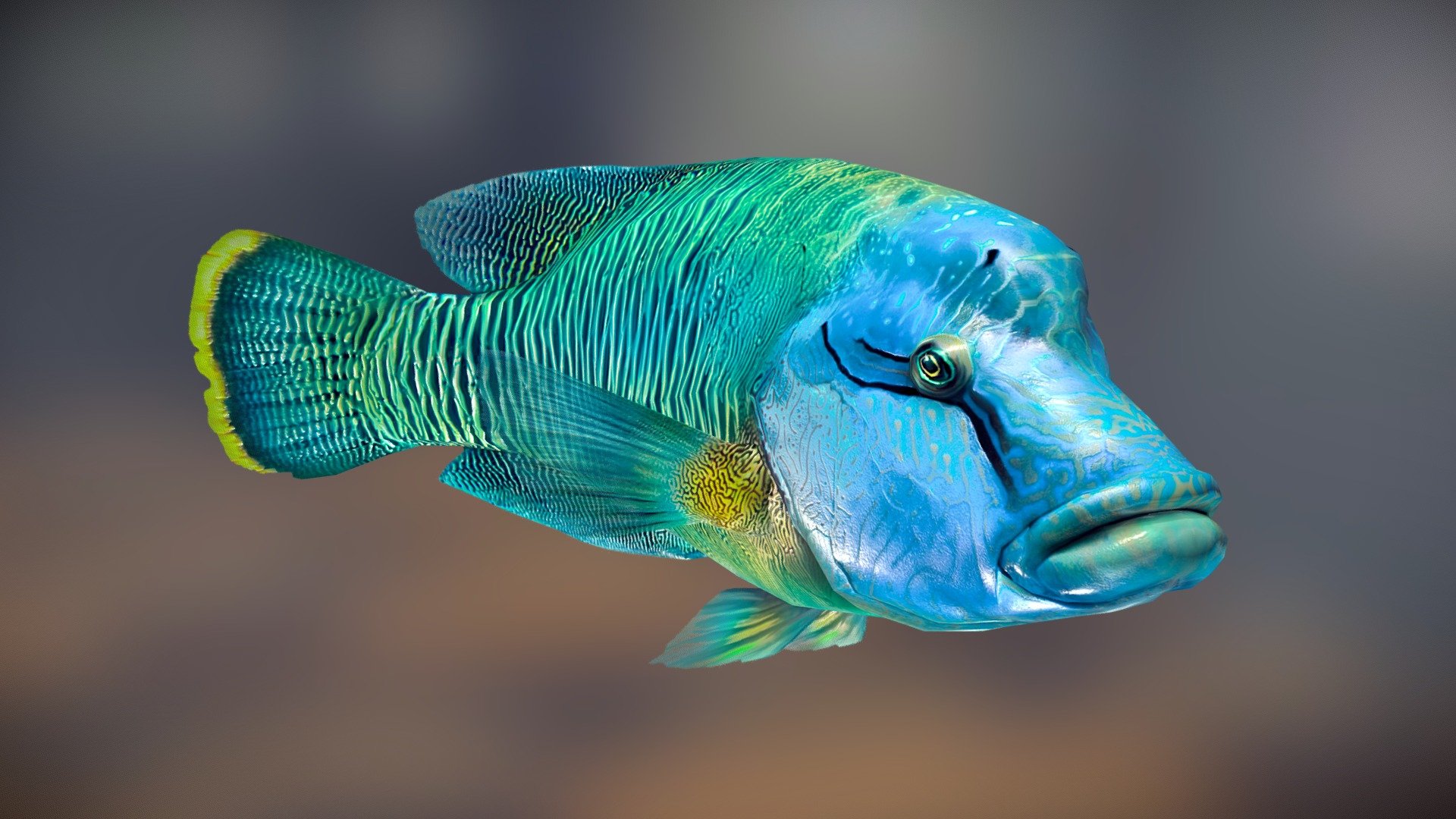 Humphead Wrasse low poly model - Humphead Wrasse low poly - 3D model by Alex Bereschuk (@bereshuk.a) 3d model