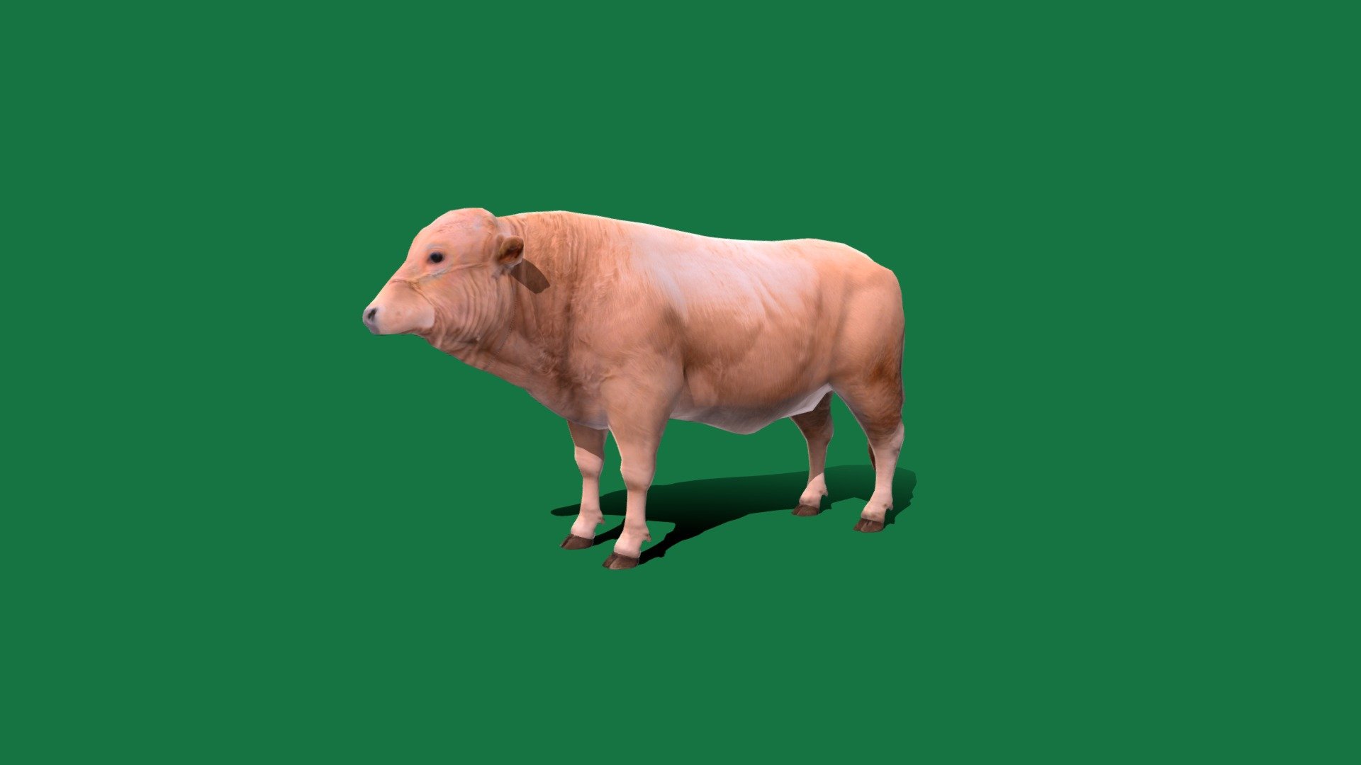 White Bull Mammal (Male Cattle) Domesticated Bovine,Livestock,Farm Animals

Bos Taurus Animal Mammal(Bull)Pet,Cute,Spring Animals

1 Draw Calls

LowPoly

Game Ready (Character)

Subdivision Surface Ready

12 - Animations 

4K PBR Textures 1 Material

Unreal/Unity FBX 

Blend File 3.6.5 LTS / 4 Plus

USDZ File (AR Ready). Real Scale Dimension (Xcode ,Reality Composer, Keynote Ready)

Textures Files

GLB File (Unreal 5.1 Plus Native Support,Gadot)


Gltf File ( Spark AR, Lens Studio(SnapChat) , Effector(Tiktok) , Spline, Play Canvas,Omiverse ) Compatible




Triangles -5786



Faces -3290

Edges -6199

Vertices -2914

Diffuse, Metallic, Roughness , Normal Map ,Specular Map,AO


Cattle are large, domesticated, bovid ungulates widely kept as livestock. They are prominent modern members of the subfamily Bovinae and the most widespread species of the genus Bos. Mature female cattle are called cows and mature male cattle are bulls 3d model