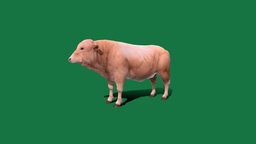 White Bull Cattle (LowPoly) cow, cute, pet, animals, creatures, mammal, bull, milk, nature, beef, game-ready, animations, game-asset, cattle, lowpoly, farm-animals, bovidae, nyi, nyilonelycompany, noai, anyimals, spring-animals, domestic-animals, bos-taurus, livestocks, domesticated-bovine, mature-cow, white-bull, white-cattle, male-cow, male-cattle, bull-3d