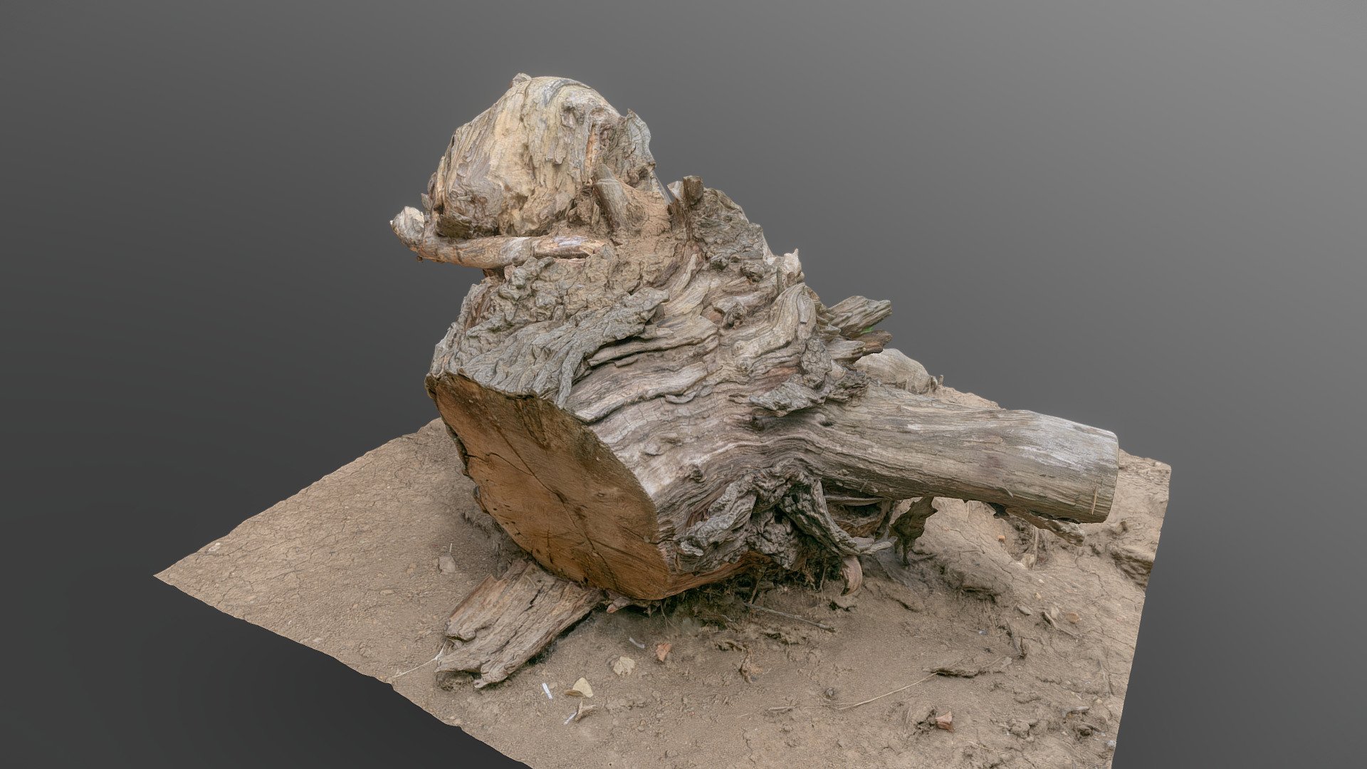 Dry desert arid ground soil cut torn out tree stump upside down

photogrammetry scan (120x24mp), 4x8k textures + hd normals - Dry desert stump - Buy Royalty Free 3D model by matousekfoto 3d model