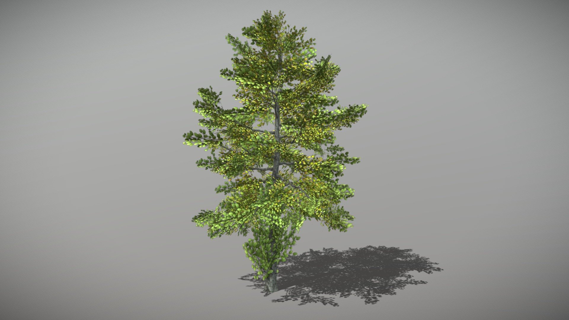 Animated Beech tree + FBX LOD Model

• LOD0 = 4,730 Tris

• LOD1 = 2,733 Tris

• LOD2 = 1,345 Tris
 - Beech 1 (Animated Tree) - Buy Royalty Free 3D model by bsp 3d model