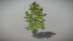 Beech 1 (Animated Tree) trees, tree, plant, forest, plants, vegetation, foliage, nature, woods, beech, 3d, blender, blender3d, model, animated, environment, noai