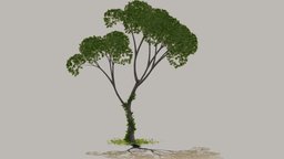 Tree 1001 tree, plant, generic, branch, trunk, stem, realtime-ready, lowpoly, leaves