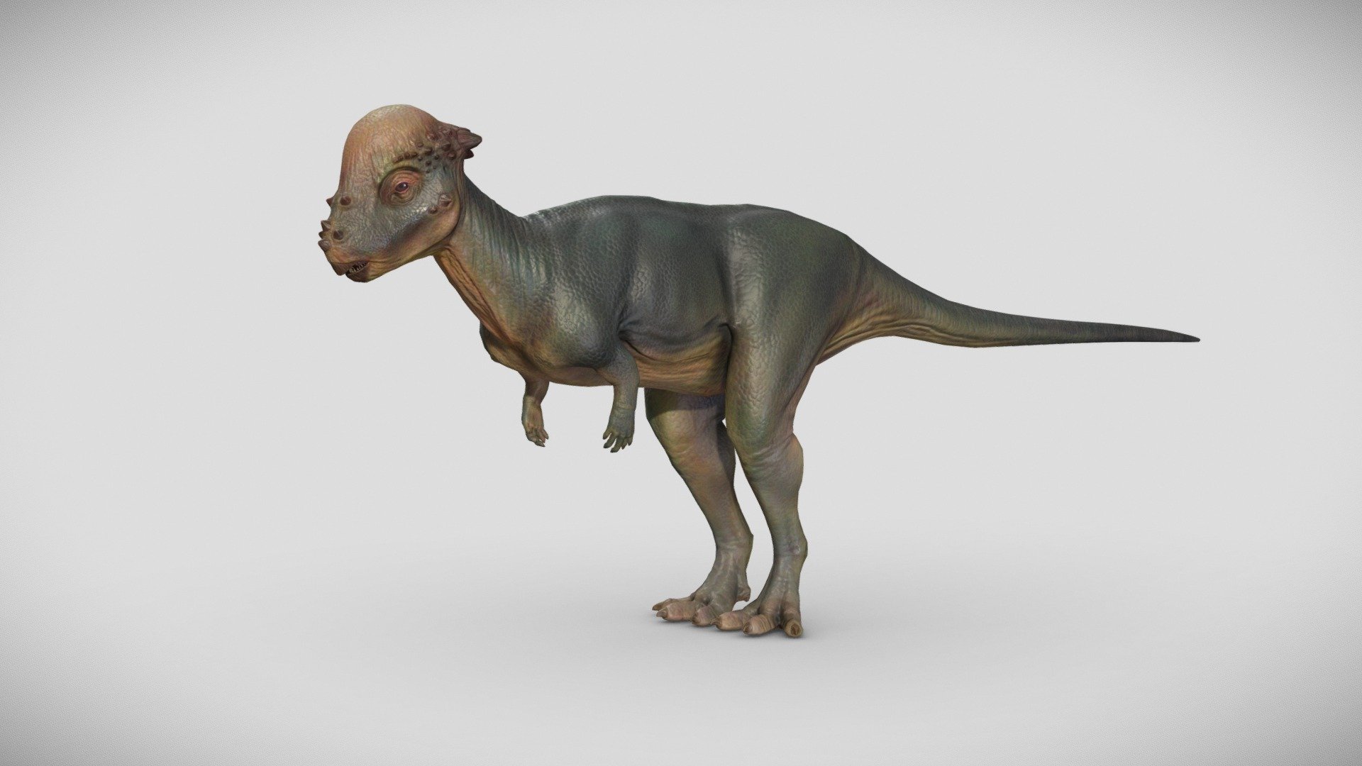 A Pachycephalosaurus model with textures. Model can be subdivided if high-poly is needed.

Color, Specular/Gloss, Occlusion, Cavity, and Displacement maps are 4096.

Normal Map is 8192.

Collada, FBX, and OBJ formats included 3d model