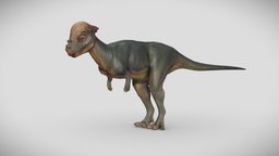 Pachycephalosaurus raptor, lizard, horn, paleontology, reptile, horned, jurassic, cretaceous, pachycephalosaurus, animal, dragon, prehistoric, dinosaur
