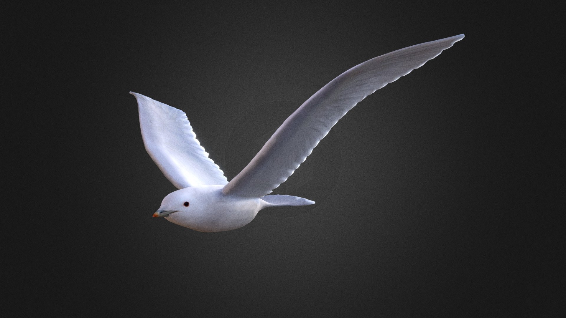 gameready ivory gull including a uv map, diffuse texture, flying animation - Ivory gull - 3D model by Clonk 3d model