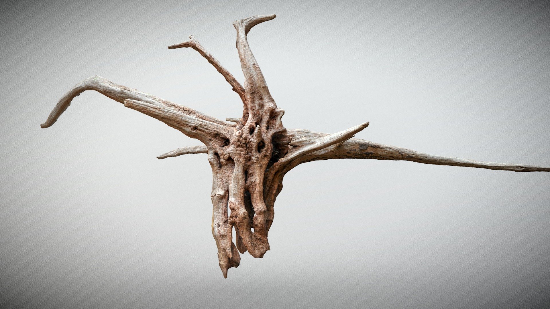 Wooden knot scanned with Reality Capture in High process than simplify in low poly with 4K textures. Look like a demonic goat skull 3d model