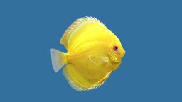 Discus Albino Millennium Gold fish, discus, tropical, river, underwater, beauty, coral, ocean, aquarium, bay, yellow, millennium, discusfish, albino, aquarius, freshwater, aquarium-fish, sea, gold