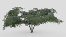 Acacia Tree-S22 tree, acacia, 3d-acacia, lowpoly-acacia