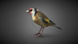 Jilguero (Carduelis carduelis) bird, birds, goldfinch, aves, pajaros, jilguero, european_goldfinch