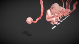 3D Animated Human Fetus
