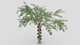 Cacao Tree( Brown Fruit)- 06 cacao-tree, 3d-cacaotree, lowpoly-cacao, 3d-lowpoly-cacao, cocoatree