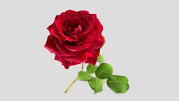 Papa Meilland Rose garden, rose, photogrammetry, photogrammetry_app, widar, meilland