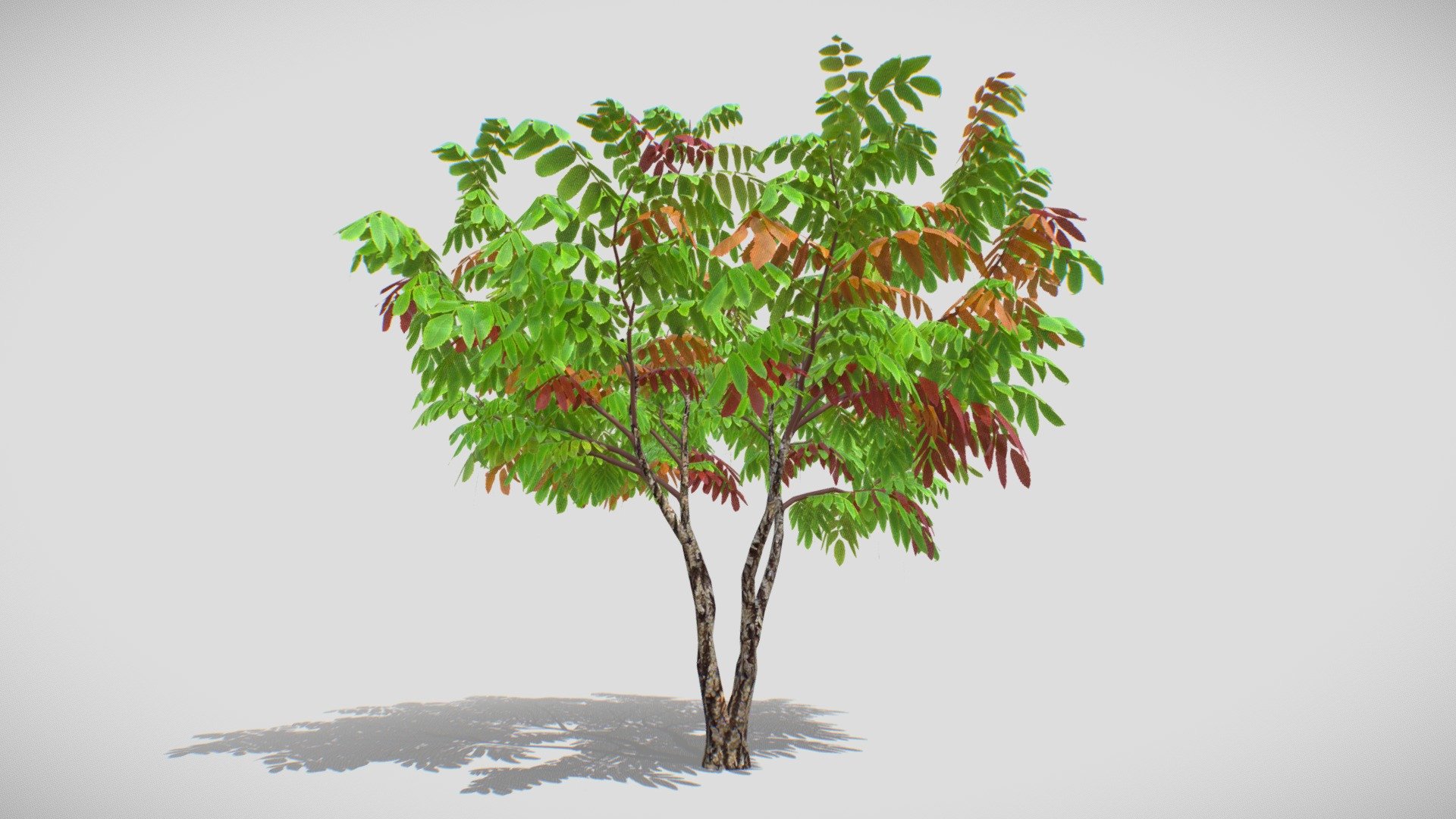 My autumn Acacia Tree 2023 - My autumn Acacia Tree 2023 - Buy Royalty Free 3D model by VRA (@architect47) 3d model