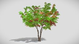 My autumn Acacia Tree 2023 tree, plant, red, orange, visualization, medium, acacia, leaf, color, branch, yellow, nature, fall, background, colorful, autumn, season, colored, twigs, trank, render, 3d, lowpoly, model, leaves, download