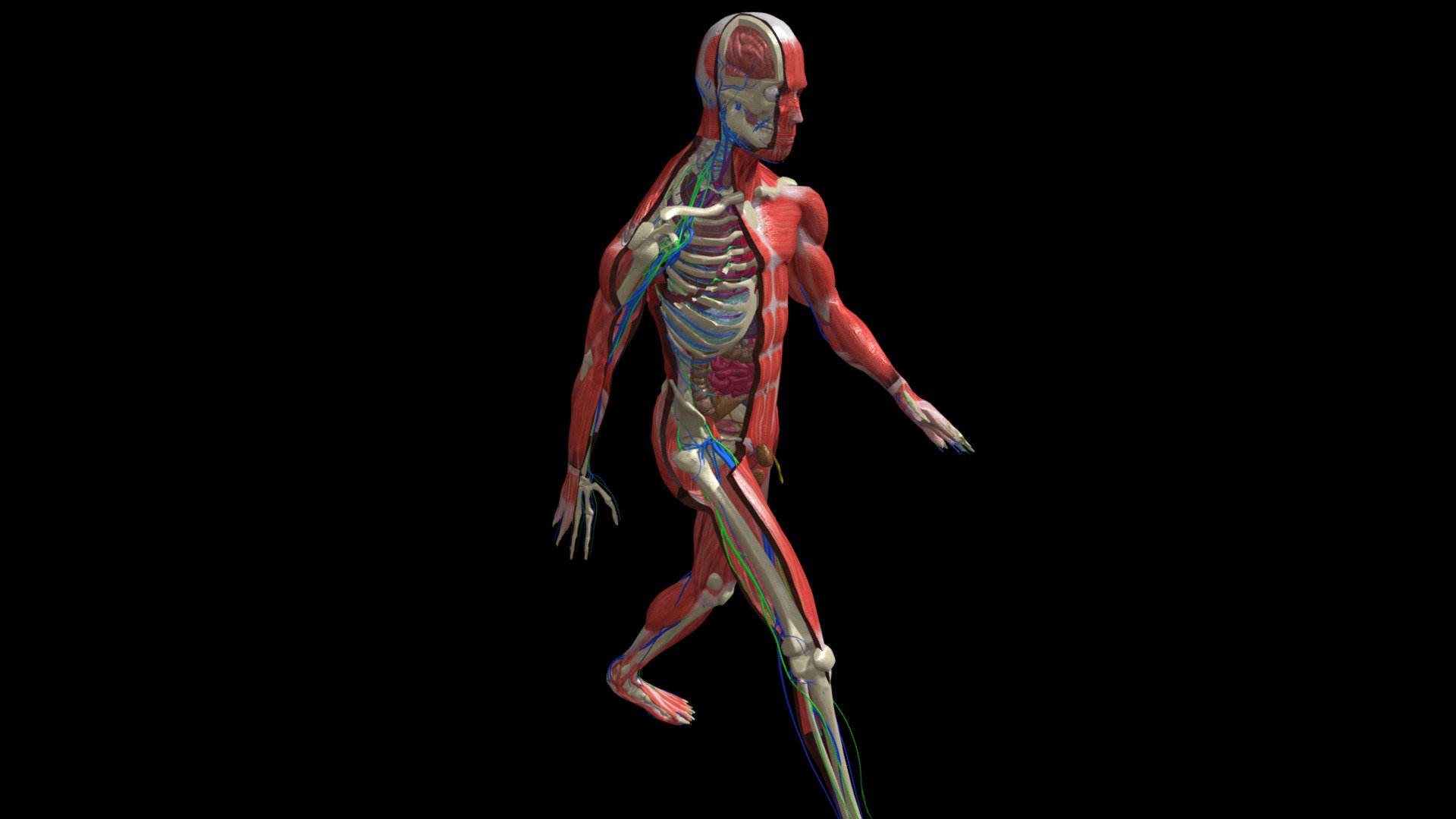 Anatomy Human Body Dissection Animation Walking
This is a complete character, with RIGGING bones ( skeleton ) , and with the LOOP animation of walking &hellip; show  internal organs and muslces diseccion.
which also includes a 4K texture and a 2K normalmap 3d model