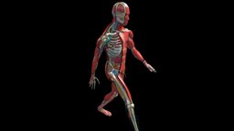 Anatomy Human Body Dissection Animation walkng body, skeleton, anatomy, bronze, organic, system, heart, muscle, muscles, systems, circulatory, respiratory, animation, human