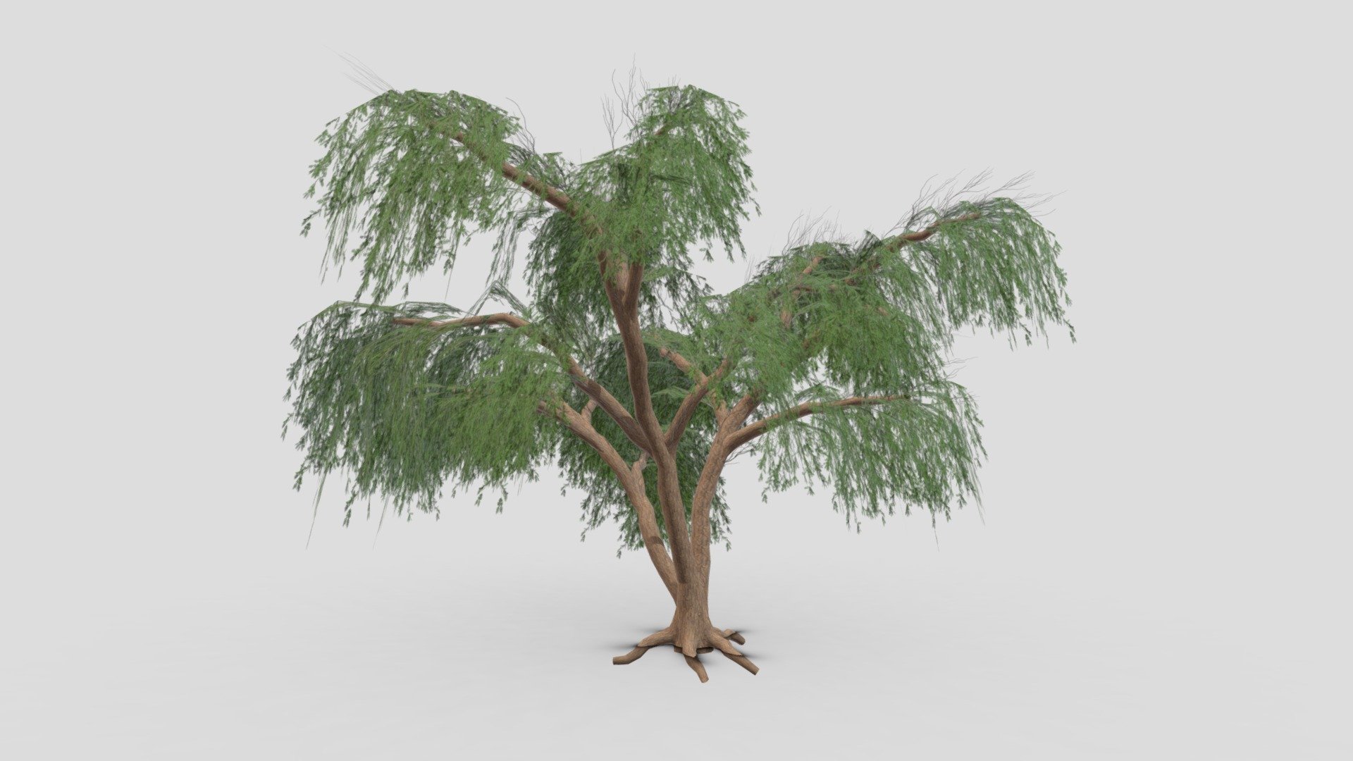 This is a 3D low poly model of the Prosopis Tree. I tried to work on the low poly version of this tree 3d model