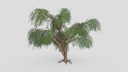 Prosopis Tree- 12