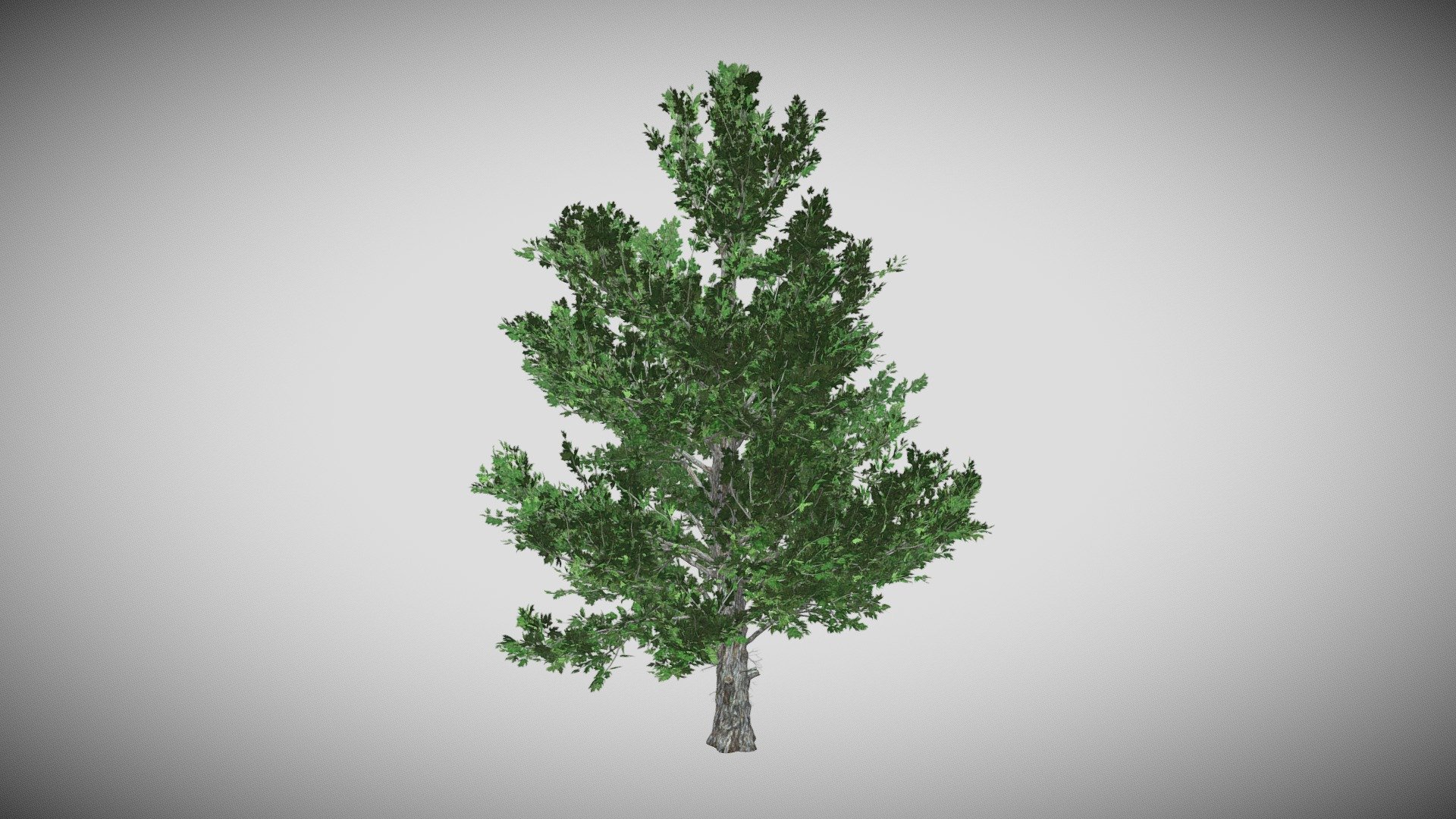 Features:




Vray &amp; Corona Render Engine Ready

OBJ &amp; Max Format

3DS Max 2015* Optimized

Clean Topology

Up to 99% Quad

Unwrapped Overlapping

Real-World Scale

Transformed into zero

Grouped

Objects Named

Materials Named

Up to 4K Textures map
 - Sugar Maple Tree - Buy Royalty Free 3D model by DATEC_Studio 3d model