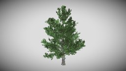 Sugar Maple Tree tree, green, plant, forest, terrain, exterior, maple, architectural, sugar, leaf, vegetation, nature, asset, game, lowpoly, model, decoration, street, leaves