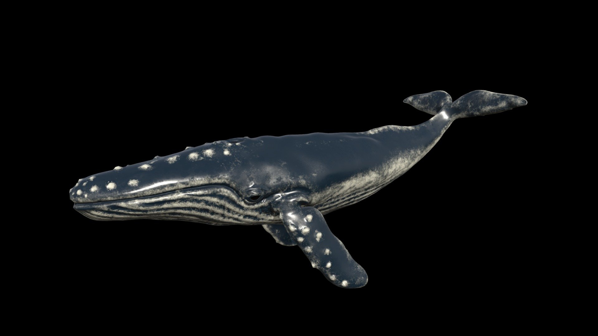 Whale model with realistic textures and rig - Humpback Whale(Animation) - 3D model by megascrep 3d model