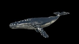 Humpback Whale(Animation) animals, whale, humpback, animation, animated, rigged