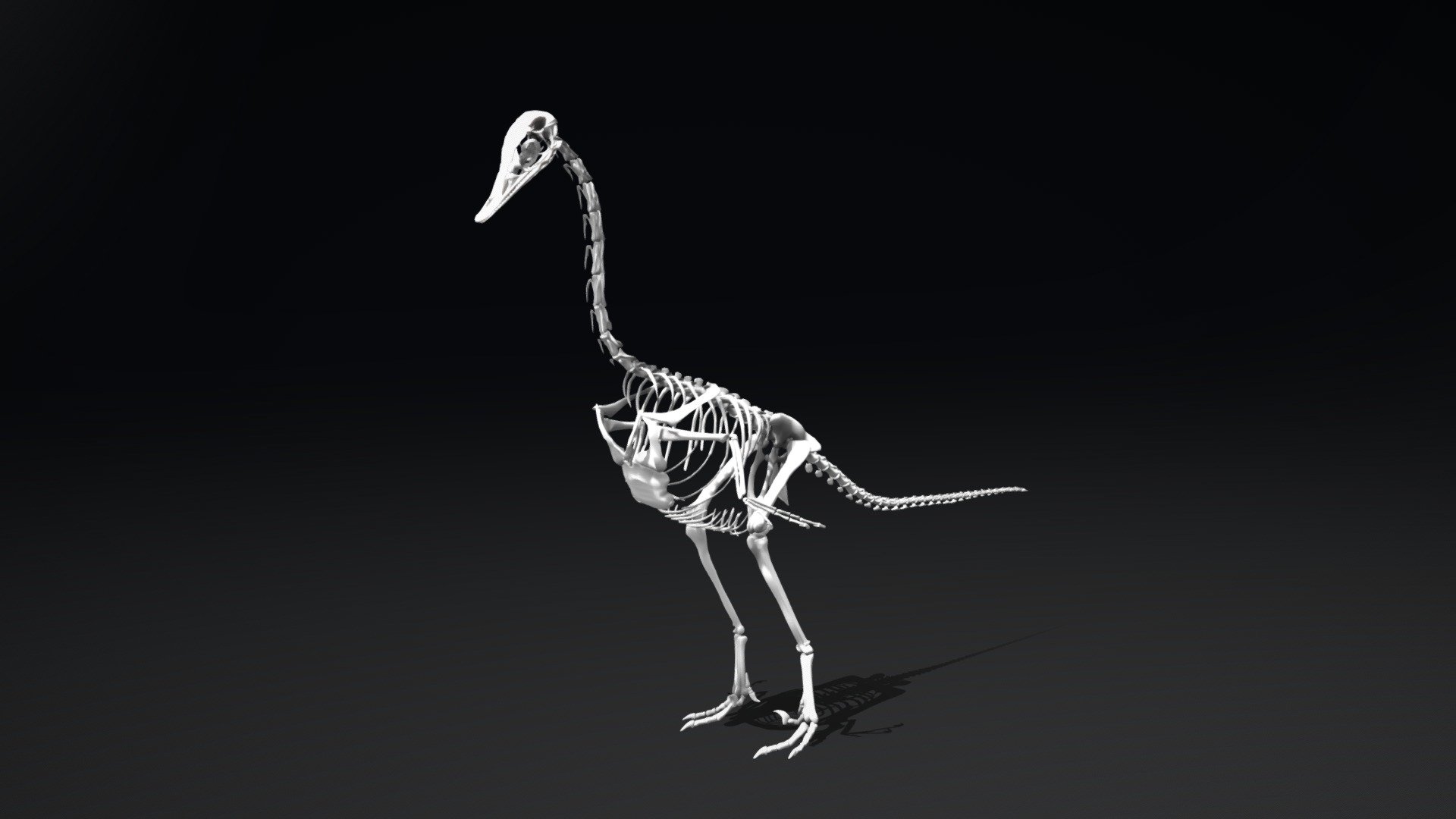 Halszkaraptor escuilliei  (Cau et al., 2017)

Based on the skeletal drawing by Marco Auditore - Halszkaraptor escuilliei Skeleton - 3D model by Iofry 3d model