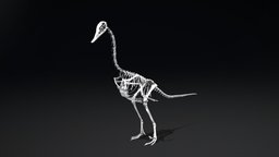 Halszkaraptor escuilliei Skeleton skeleton, duck, velociraptor, dinosaurs, theropod, goose, skeletal, theropoda, austroraptor, animal, dinosaur, halszkaraptor