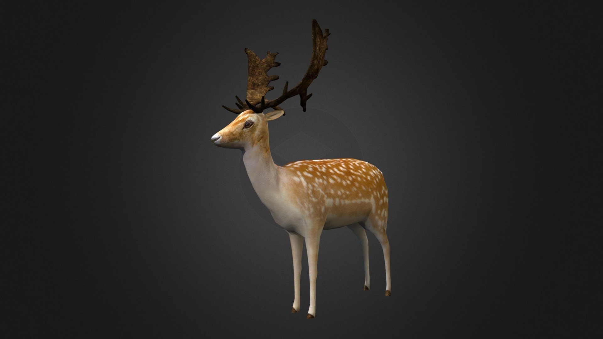Fallow-deer - Buy Royalty Free 3D model by Ondřej Vališ (@throy) 3d model