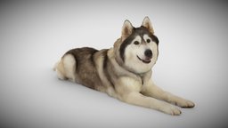DOG C -2of3- Husky dog, pet, ar, gotoxy, photogrammetry, scan, 3dscan, animal