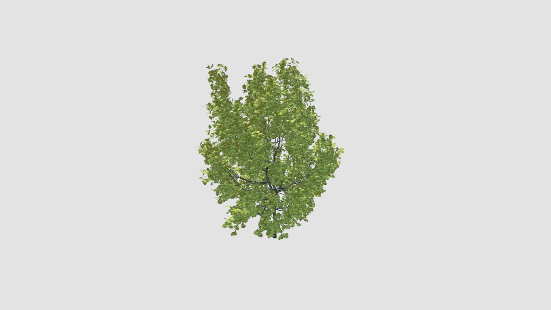 Highly detailed 3d model of tree with all textures, shaders and materials. It is ready to use, just put it into your scene 3d model