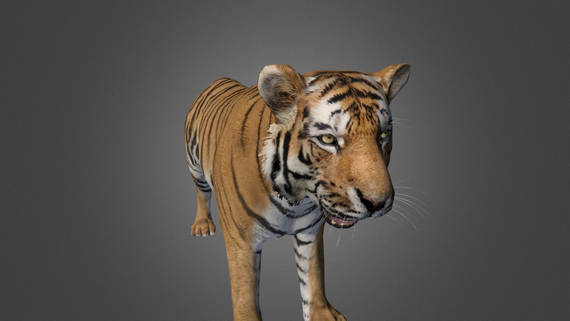 tiger - tiger - 3D model by imp 3d model