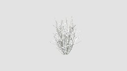 plant tree, plant, winter, key, snow, bush, 005, am100